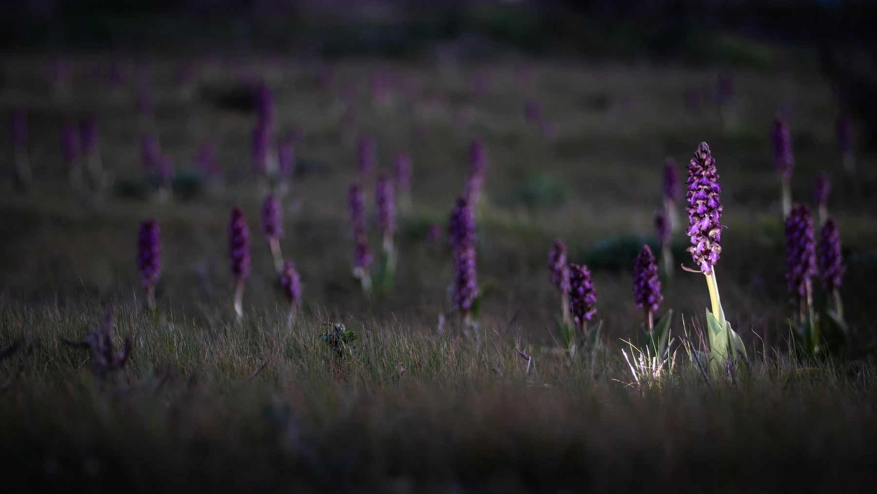 Fiori spontanei viola emergono da un prato scuro.
