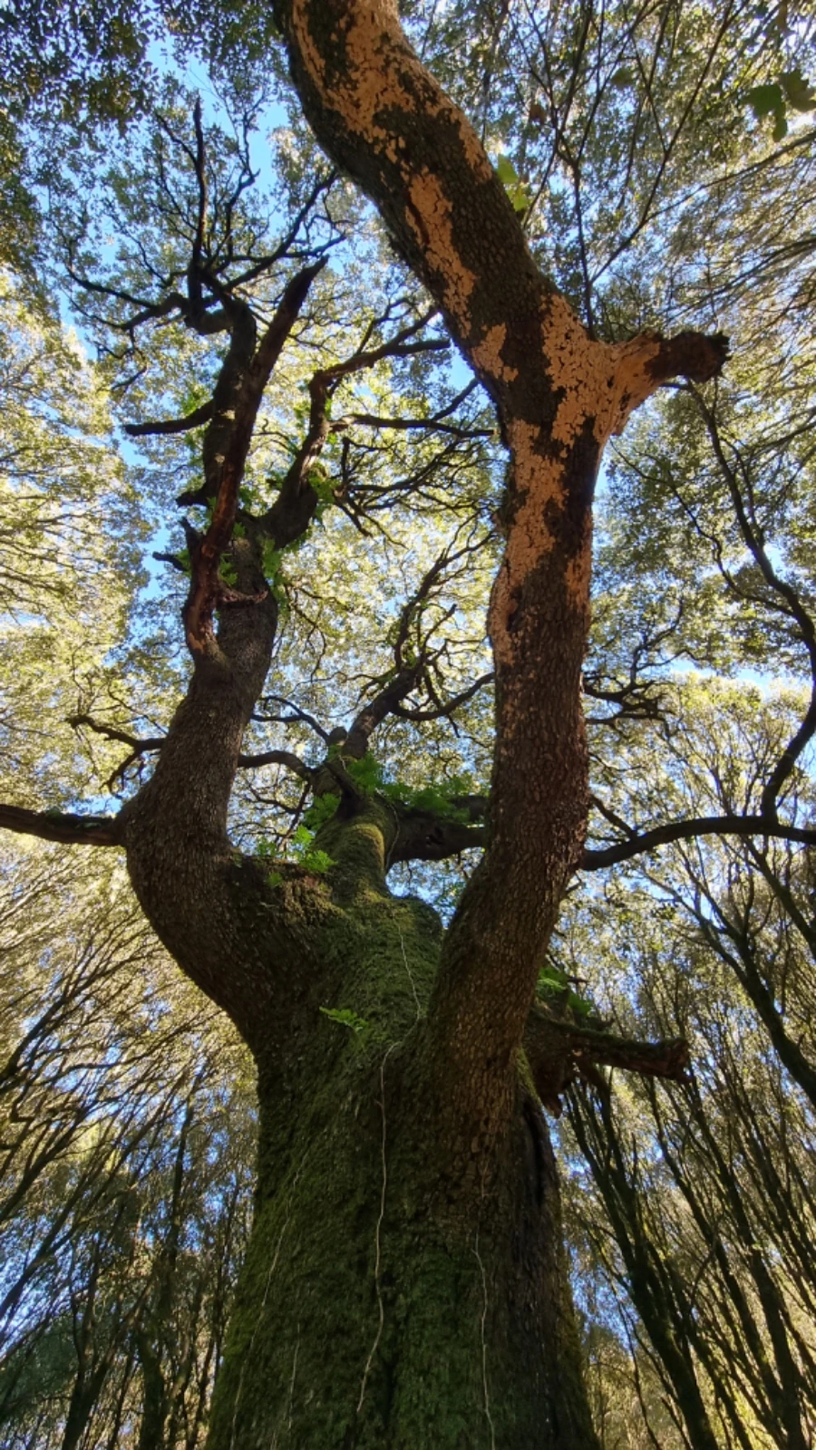 The trunk and branching canopy of a large tree viewed from below.