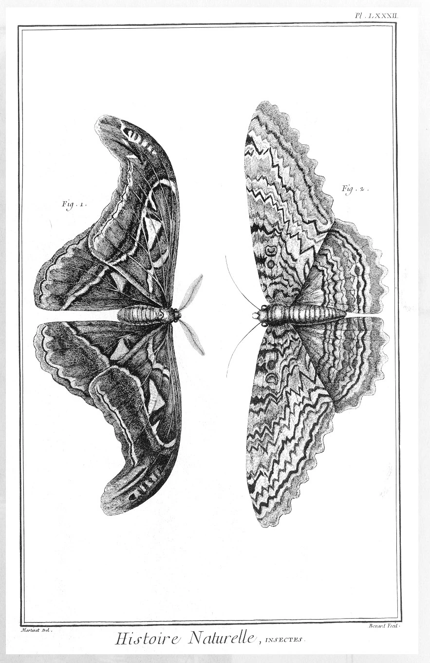 Historical scientific engraving showing two mirrored organic forms with branching internal details.